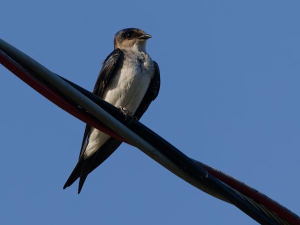 Grijsborstpurperzwaluw (Progne chalybea)